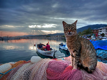 would you like to fish for me?, sea, boat, turkey, cat, fish HD wallpaper