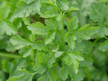 Garden parsley, Petroselinum crispum, Nature's wonder HD wallpaper