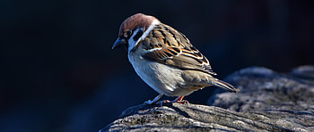 Close-up avian, Small bird , Dual wide , Background HD wallpaper