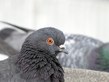 Animals, Feather, Bird, Beak, Dove HD wallpaper