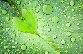 Heart, leaves, love, green, leaf HD wallpaper