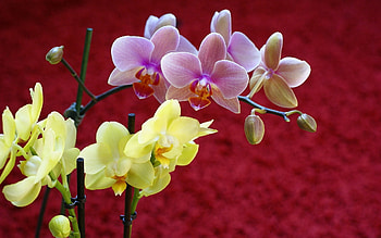Plants, Flowers HD wallpaper