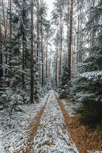 Nature, Trees, Pine, Snow, Forest, Track HD phone wallpaper