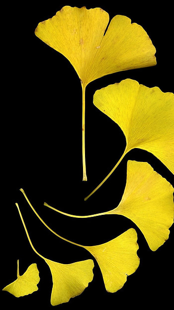 Black And Yellow, Yellow Background HD phone wallpaper