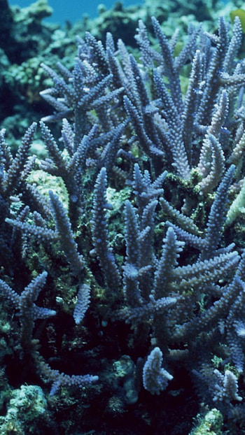 Coral reef , Ultra HD phone wallpaper