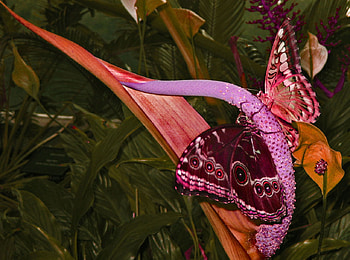 BUTTERFLIES ON, butterflies, plant, nature, weird HD wallpaper
