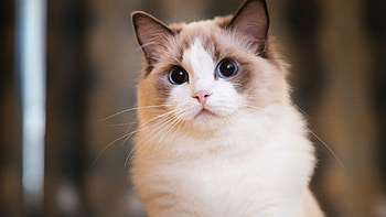 Ragdoll cat, Serene expression, Blue eyes, Graceful elegance HD wallpaper