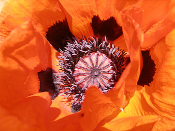 Flower, Macro, Petals, Poppy HD wallpaper