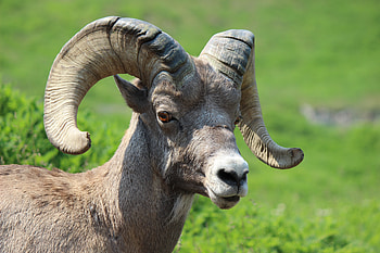 Animals, Muzzle, Horns, Goat HD wallpaper