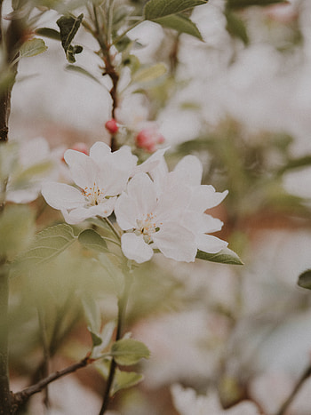 Flowers, Leaves, Macro, Branches, Bloom, Flowering, Spring, Apple Tree HD phone wallpaper