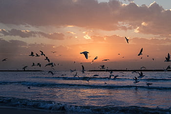 A scenic view of seagulls flying over the Mediterranean Sea at sunset in Tel Aviv, Israel. HD wallpaper
