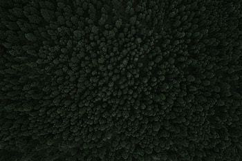 Green trees, forest, aerial view, nature HD wallpaper