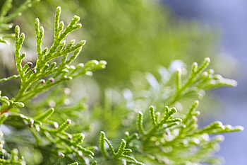 Thuja Green Giant hedge, Landscaping choice, Privacy concerns, Garden greenery HD wallpaper