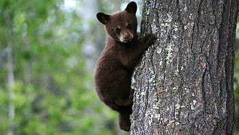 Animals, Wood, Young, Tree, Bear, Joey, Bark, Trunk HD wallpaper
