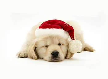 Dog, festive dog, Christmas spirit, holiday HD wallpaper
