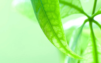 Leaves, Macro, Shine, Light, Form, Light Coloured HD wallpaper