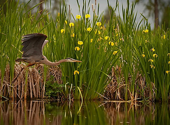 Fly Fishing, fish, flowers, bird, water HD wallpaper