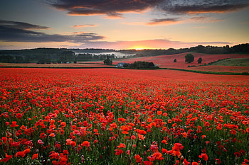 Poppy Field, Flowers, Field, nature, Poppy HD wallpaper
