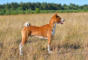 Basenji Dog, Healthy puppies, Cost of ownership, Pawleaks insights HD wallpaper