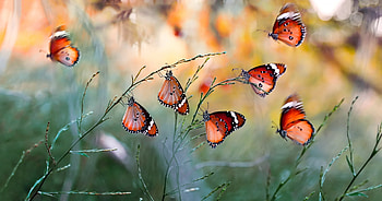 Butterflies, mustafa ozturk, butterfly, yellow, green, red, insect HD wallpaper