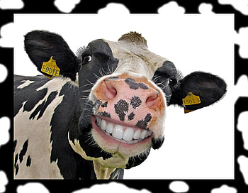 Happy cow, animal, cow, white, black, smile, vaca, Alan10eden, funny, happy HD wallpaper