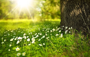 A serene meadow with sunlight illuminating wildflowers and lush grass. HD wallpaper