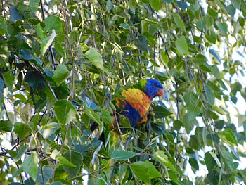 Parrot feeding in tree, Parrot, bird, nature, colourful, tree HD wallpaper