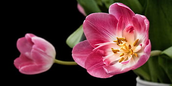 Detailed close-up of a vibrant pink tulip blossom with visible stamens against a dark background. HD wallpaper