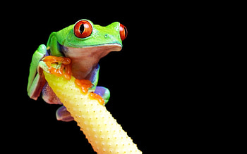 Animals, Bright, Branch, Color, Frog HD wallpaper