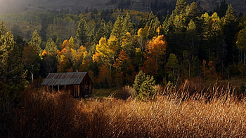 lonely cabin in a forest, autumn, grass, forest, cabin, mountain HD wallpaper
