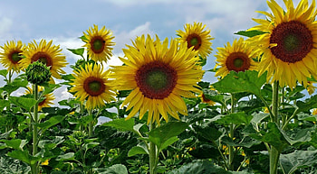 Flowers, Sunflowers, Sky, Summer, Greens, Field HD wallpaper
