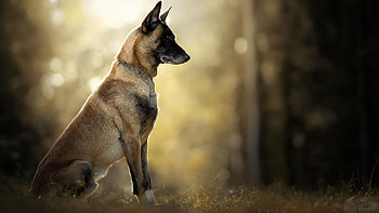 Aidi dog, Belgian malinois, Popular HD wallpaper