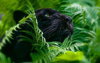 Animals, Panthers HD wallpaper