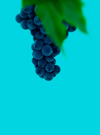 Grapes, Berries, Macro, Wet, Bunch HD phone wallpaper