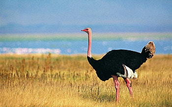 Animals, Ostrich, Grass, Bird, Stroll HD wallpaper