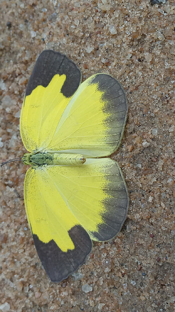 Yellow Butterfly, Beautiful, Background HD phone wallpaper