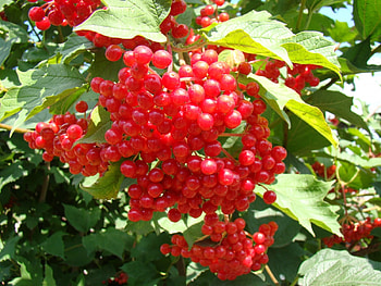 Plants, Fruits, Berries HD wallpaper