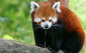 Red Panda | HD wallpaper