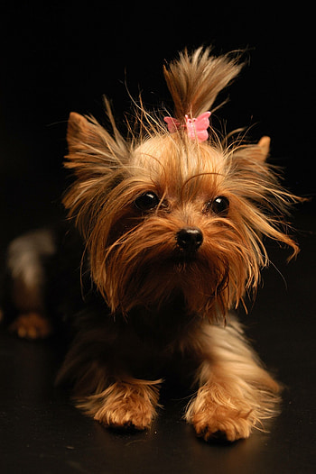 Yorkshire Terrier HD phone wallpaper