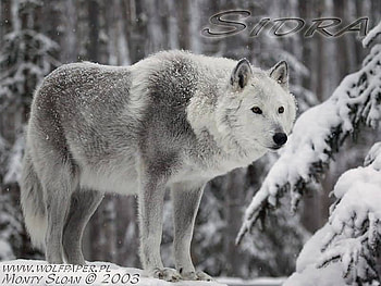 Sidra stalking her prey, winter, wolves, sidra, winter wolves HD wallpaper