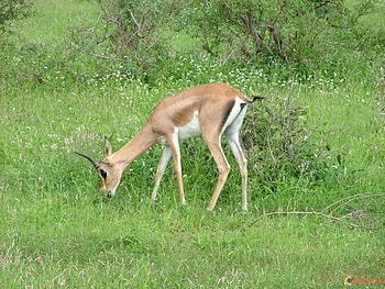 visoterra gazelle , animal, forest HD wallpaper