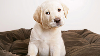 Animals, Dogs HD wallpaper
