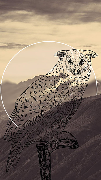 Animal, owl HD phone wallpaper