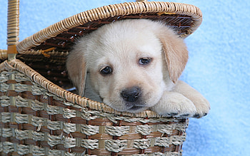 Animals, Dogs HD wallpaper