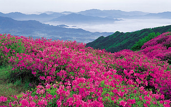 Landscape, Flowers, Mountains HD wallpaper
