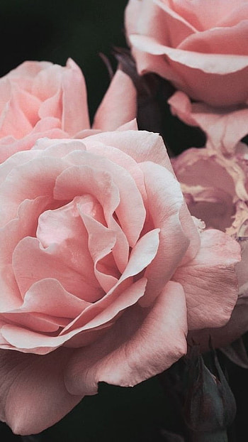 Baddie Pink, Flowers, Aesthetic HD phone wallpaper