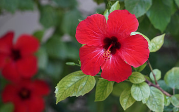 Hibiscus, plant, red, flower HD wallpaper