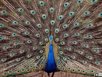 Male Peacock, gorgeous, beautiful, charm, integrate HD wallpaper