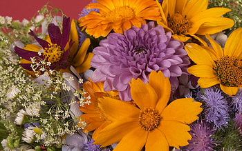 Flowers, Camomile, Bright, Close-Up, Bouquet, Dahlias HD wallpaper