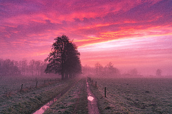 Nature, Trees, Twilight, Road, Fog, Field, Dusk HD wallpaper
